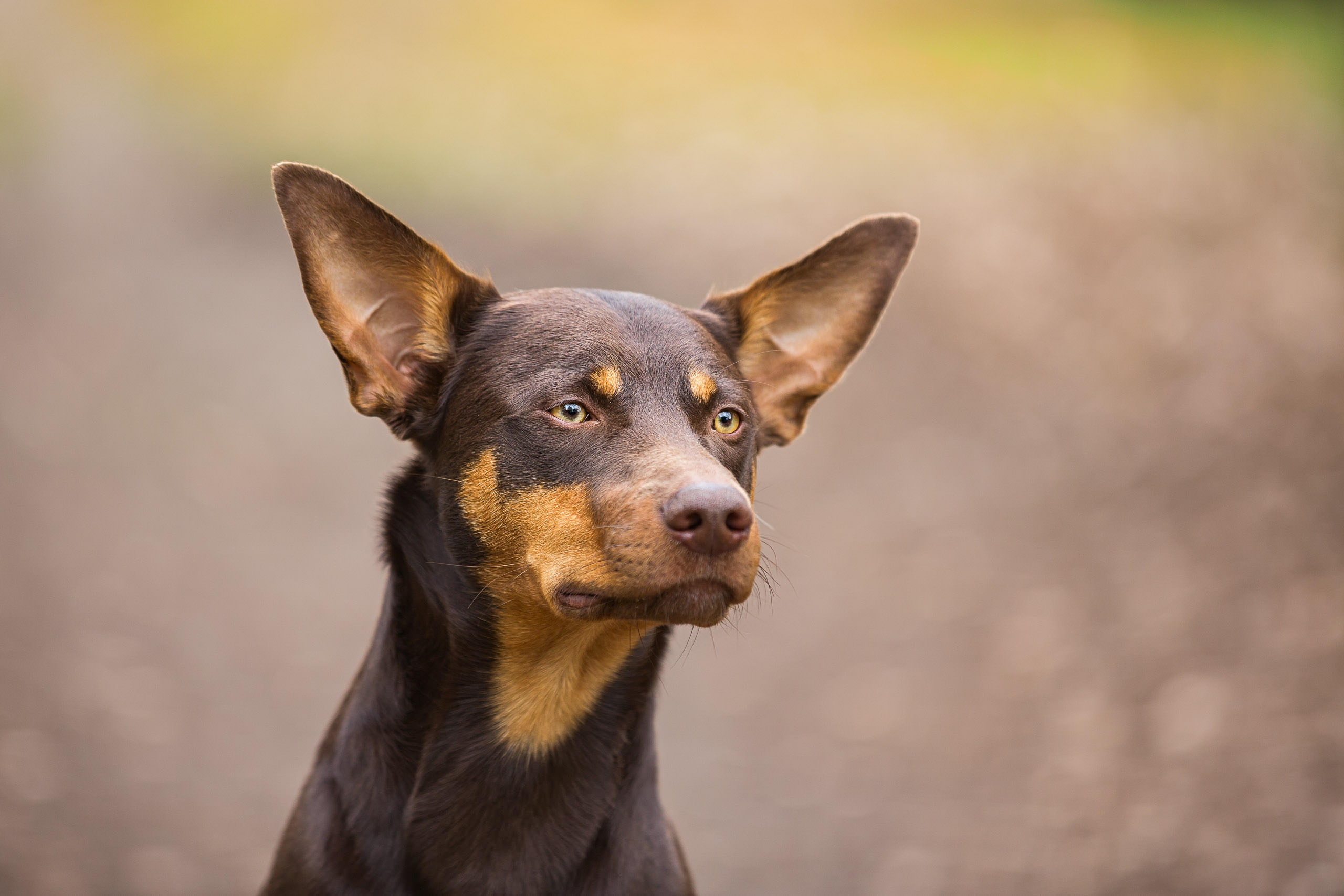 Fotoshooting HSZD 12.03.2016