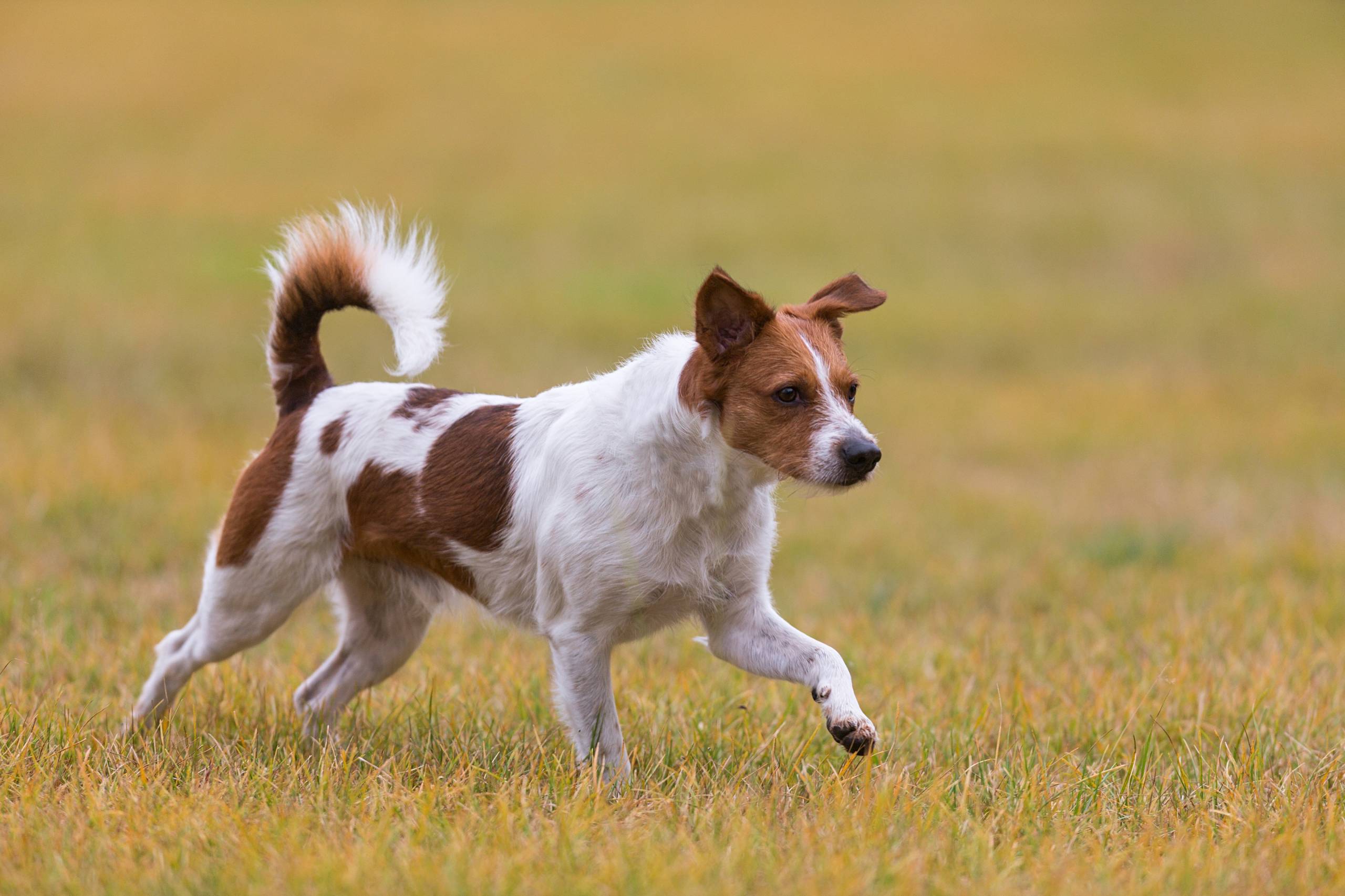 Fotoshooting HSZD 13.09.2012