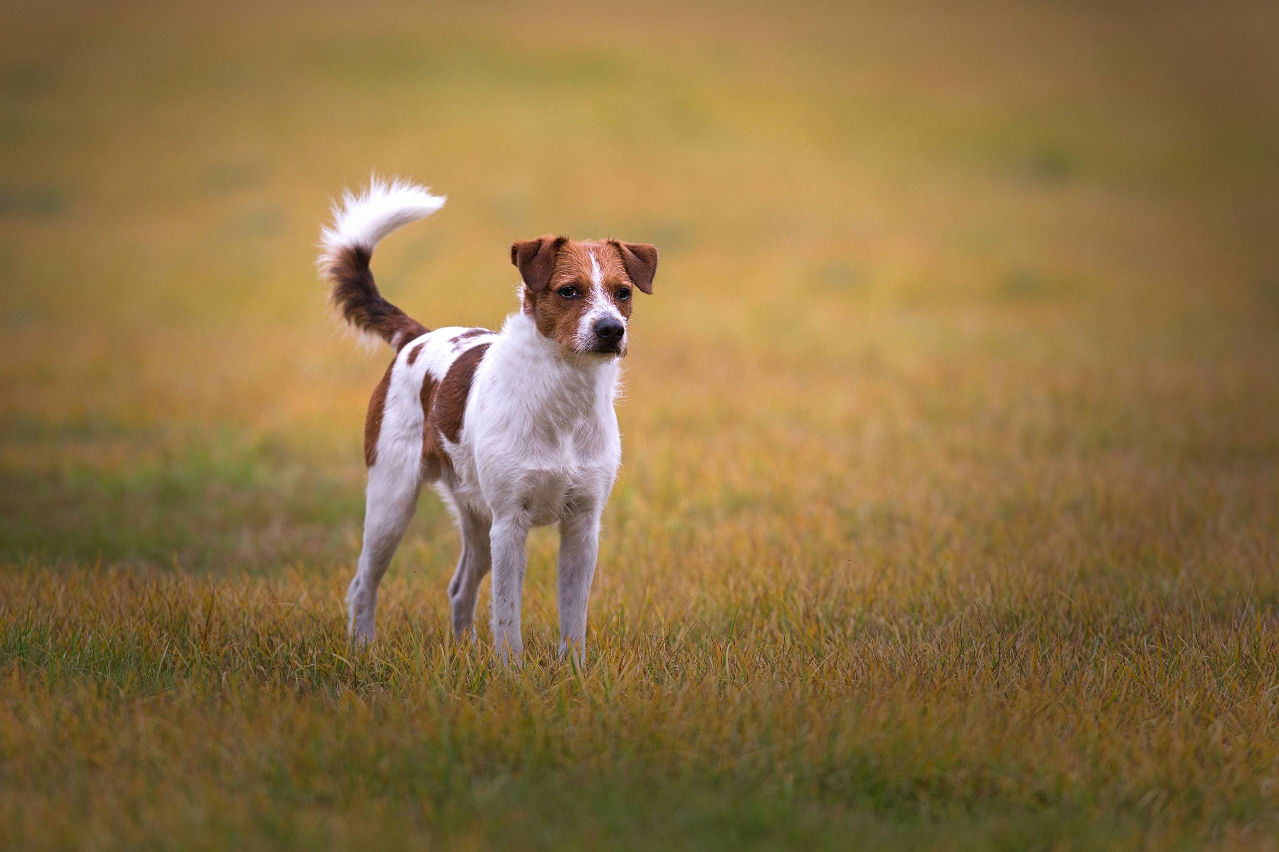 Fotoshooting HSZD 13.09.2012