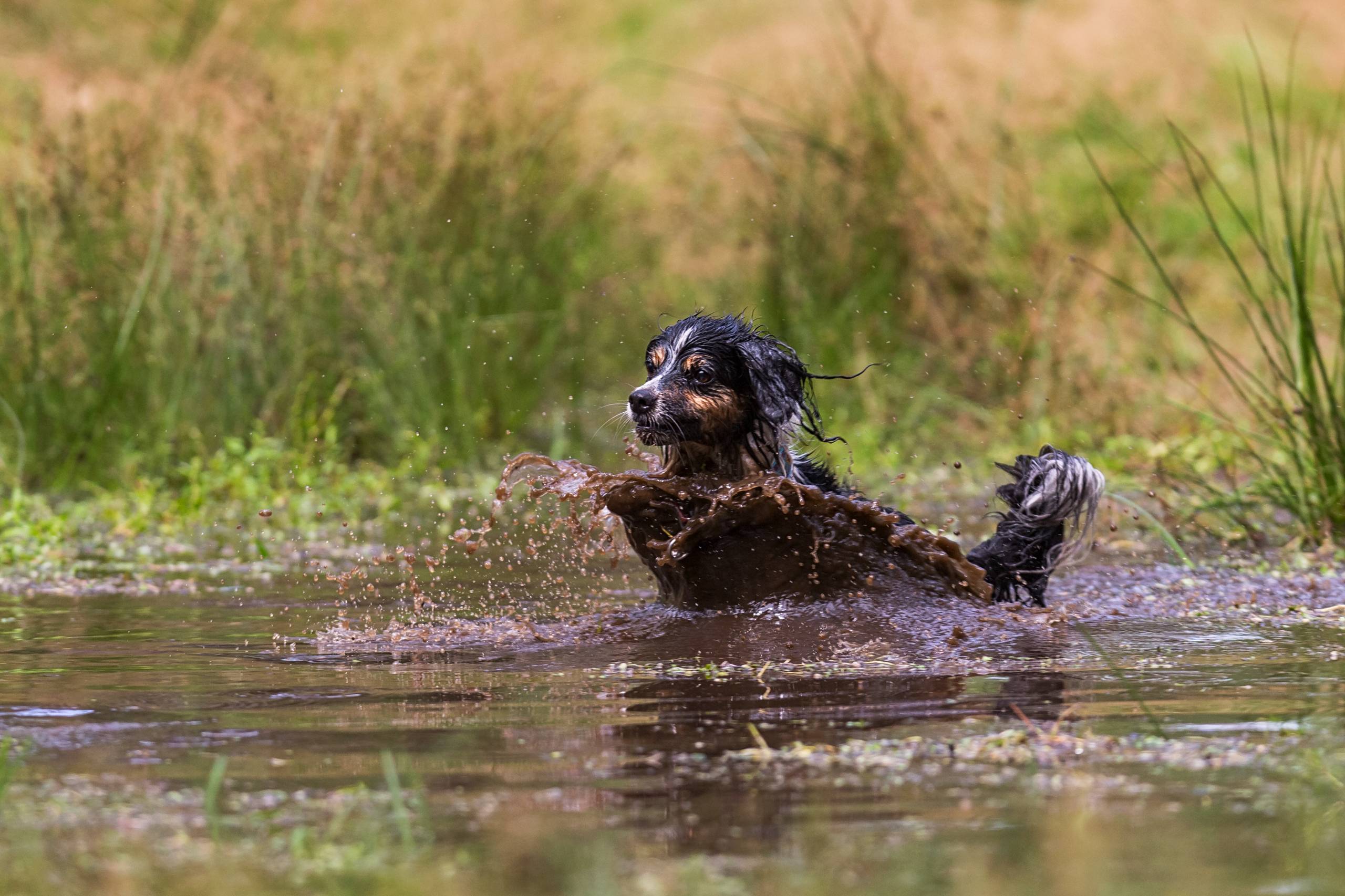 Fotoshooting HSZD 13.08.2014